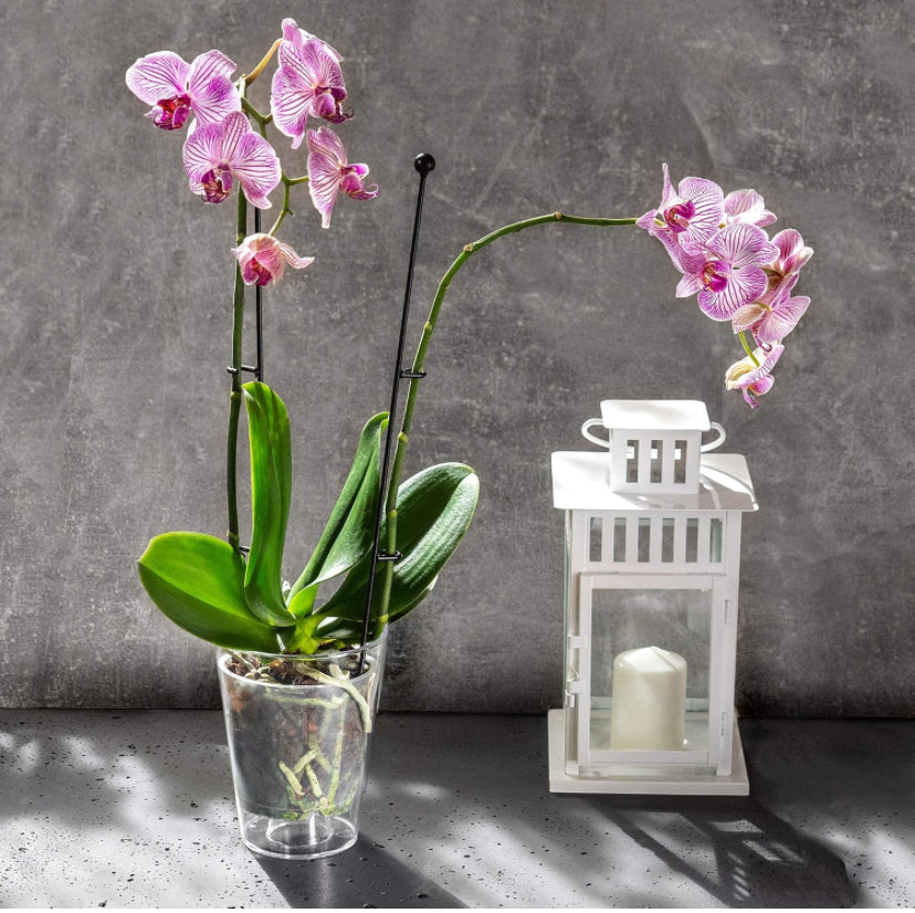 17 cm 2.6L Orchid Vase -Perspex